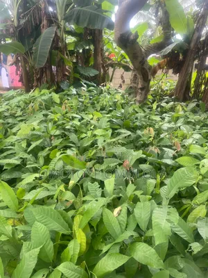 Cocoa for Plantation