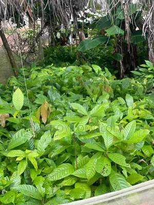 Cocoa for Plantation
