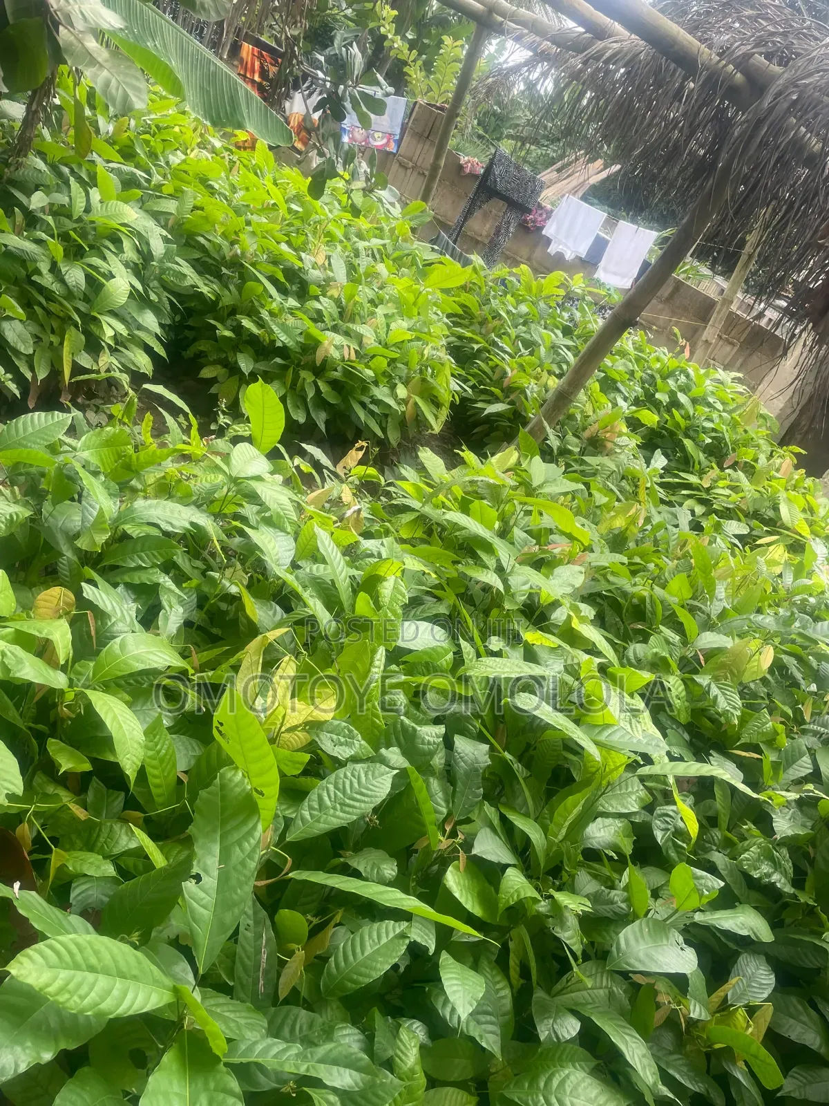 Cocoa for Plantation
