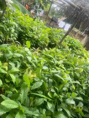 Cocoa for Plantation