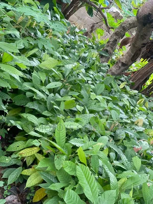 Cocoa for Plantation