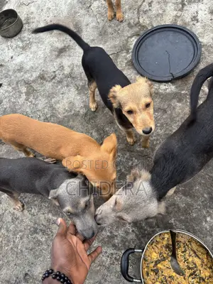 3-6 months Male Mixed Breed Dog