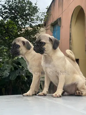 3-6 months Female Purebred Pug