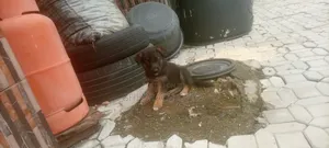 1-3 months Male Purebred German Shepherd