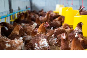 Female Accountant Needed for a Poultry in Lekki