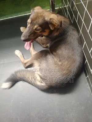 6-12 months Male Mixed Breed Caucasian Shepherd