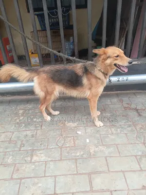 1+ year Female Purebred German Shepherd