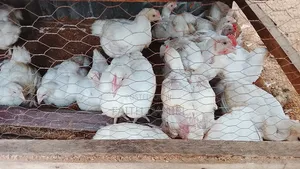 Healthy Broiler Chickens for Sale – Well Fed, Vaccinated Ready