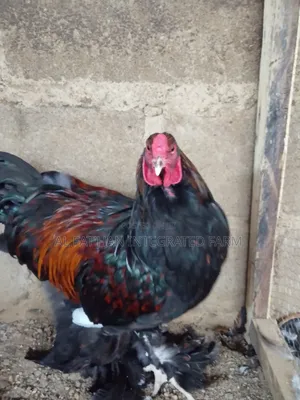Golden Laced Brahma