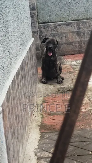 1-3 months Male Purebred Boerboel