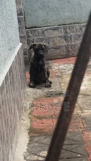 1-3 months Male Purebred Boerboel