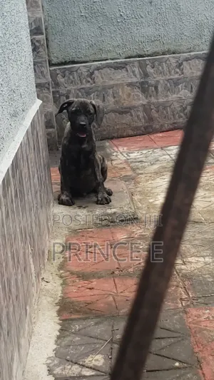 1-3 months Female Purebred Boerboel