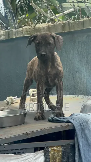 1-3 months Female Purebred Boerboel