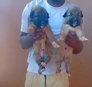 1-3 months Male Purebred Caucasian Shepherd