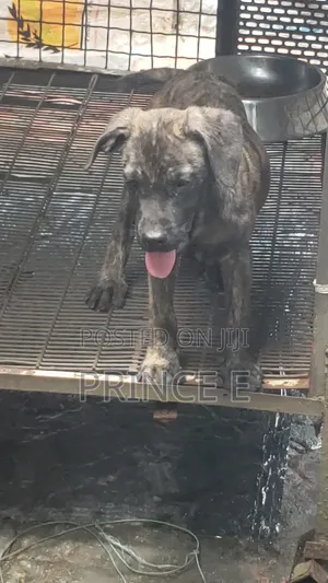 1-3 months Male Purebred Boerboel
