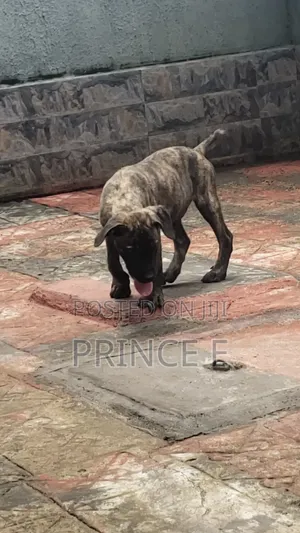 1-3 months Female Purebred Boerboel