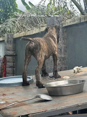 1-3 months Male Purebred Boerboel