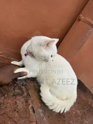 6-12 months Male Purebred Turkish Angora