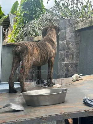 1-3 months Male Purebred Boerboel