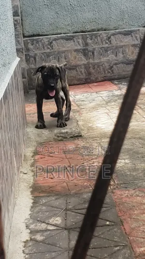1-3 months Male Purebred Boerboel