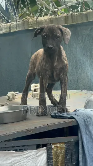 1-3 months Female Purebred Boerboel