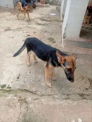 1-3 months Female Purebred German Shepherd