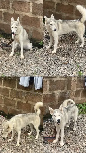 1+ year Female Purebred Siberian Husky