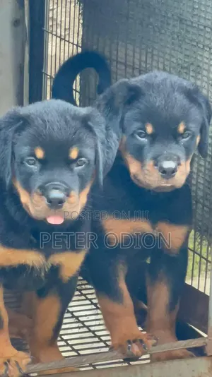 1-3 months Female Purebred Rottweiler