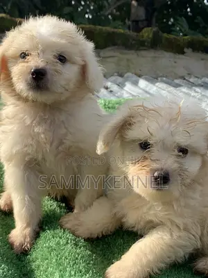 0-1 month Male Purebred Lhasa Apso