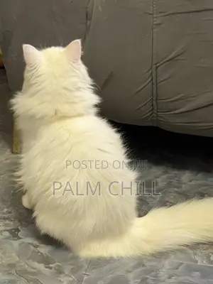 6-12 months Female Purebred Persian