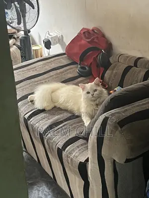 6-12 months Female Purebred Persian