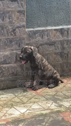 1-3 months Male Purebred Boerboel