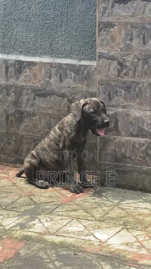 1-3 months Male Purebred Boerboel