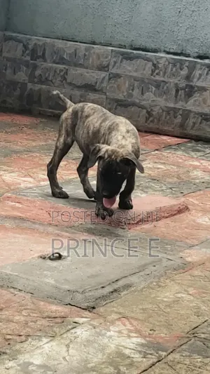 1-3 months Male Purebred Boerboel