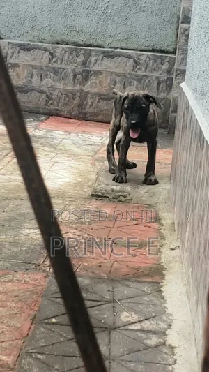 1-3 months Male Purebred Boerboel