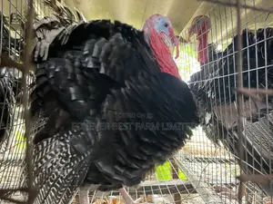 Matured Turkey