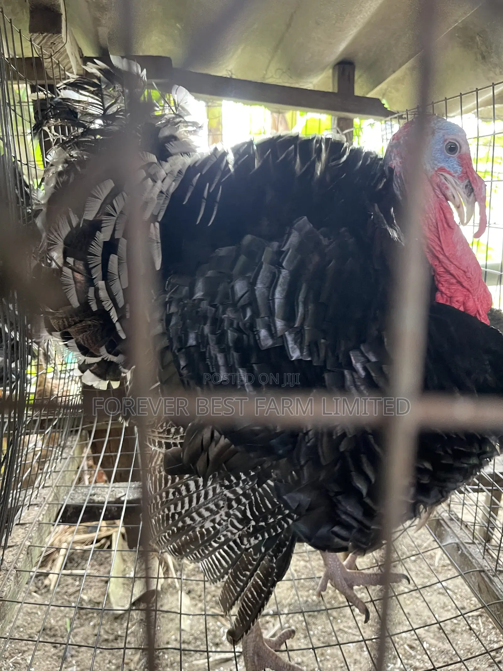 Matured Turkey