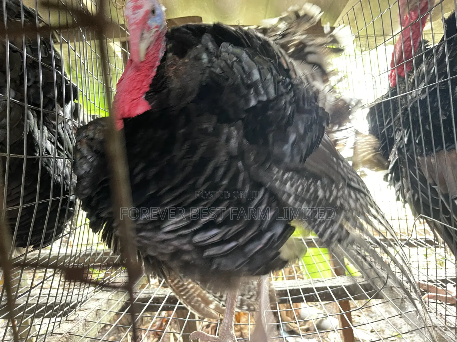 Matured Turkey