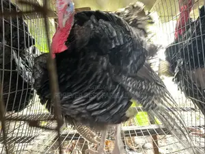 Matured Turkey