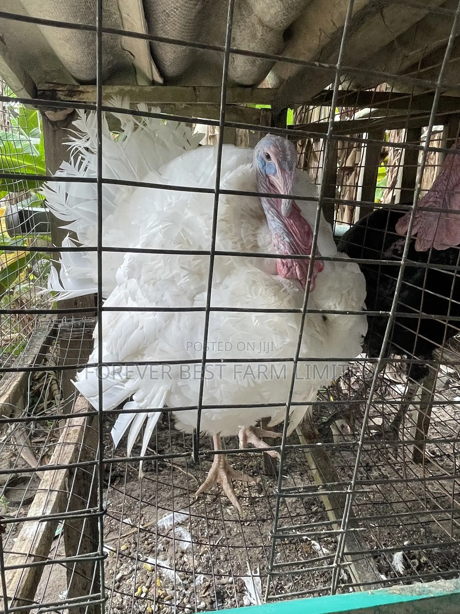 Matured Turkey