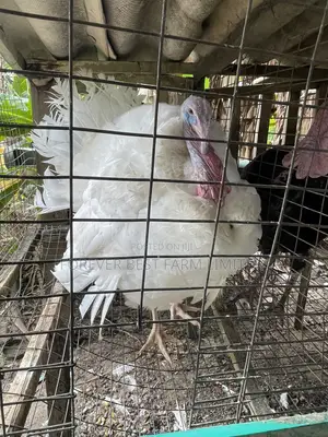 Matured Turkey
