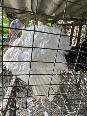 Matured Turkey