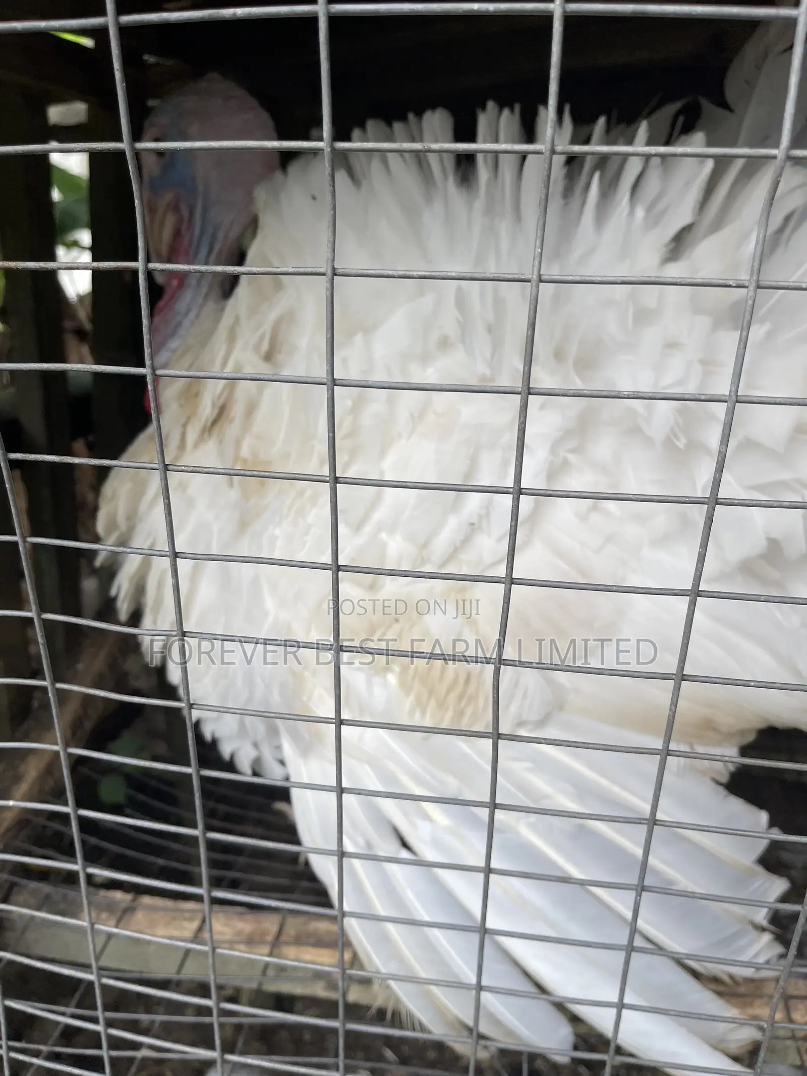 Matured Turkey