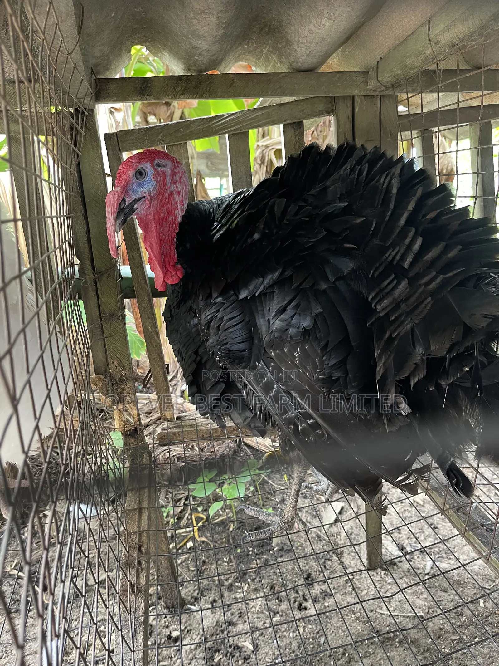 Matured Turkey