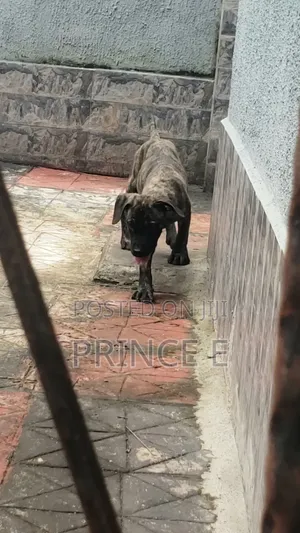 1-3 months Male Purebred Boerboel