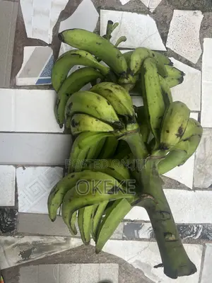 Unripe Plantain