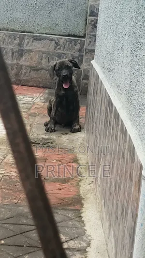 1-3 months Male Purebred Boerboel