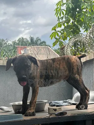 1-3 months Male Purebred Boerboel