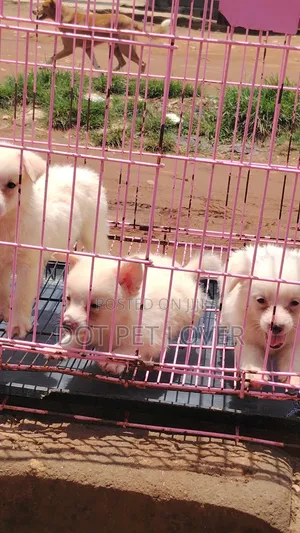 1-3 months Female Purebred American Eskimo