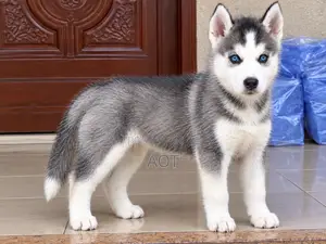 1-3 months Male Purebred Siberian Husky